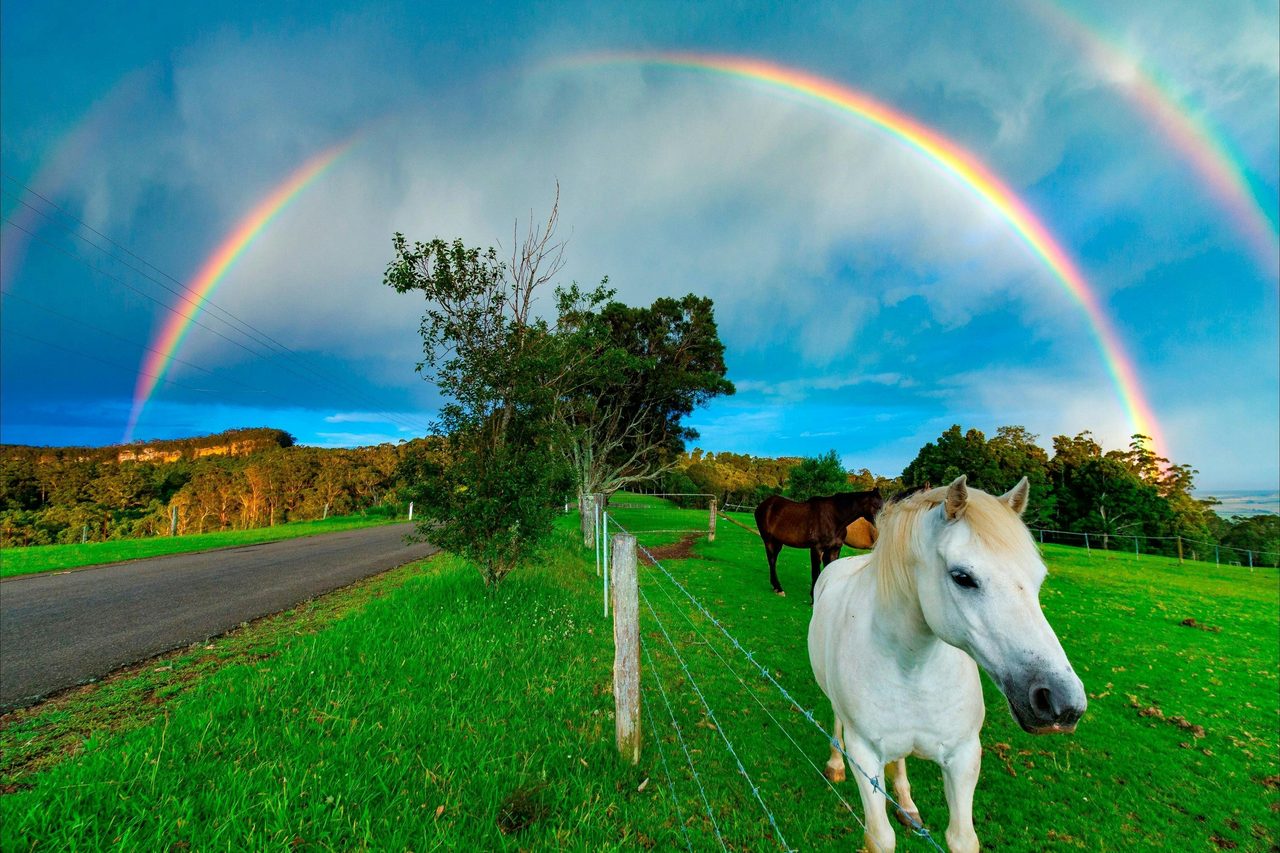 Horses at Berry