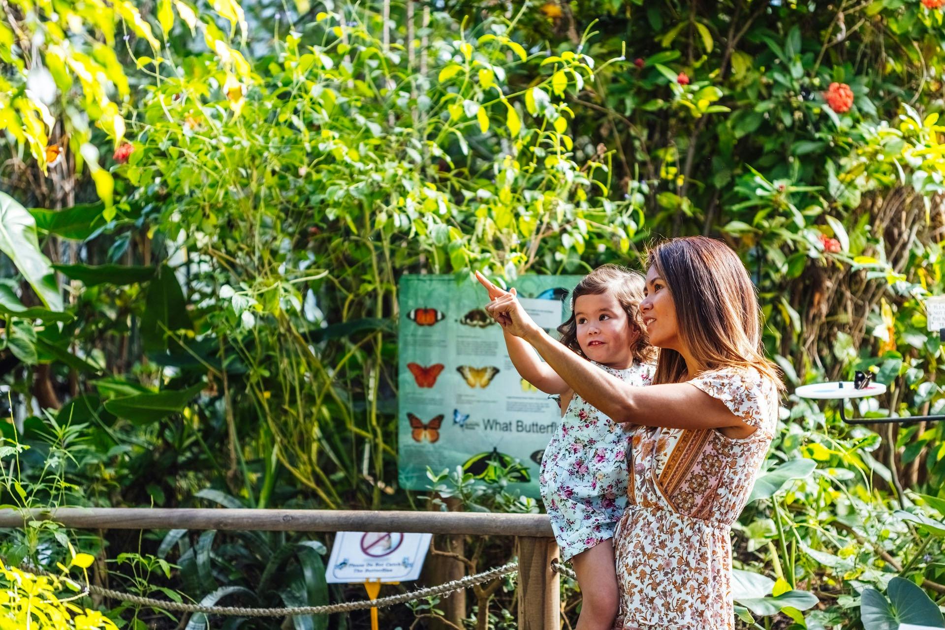 Coffs Harbour Butterfly House