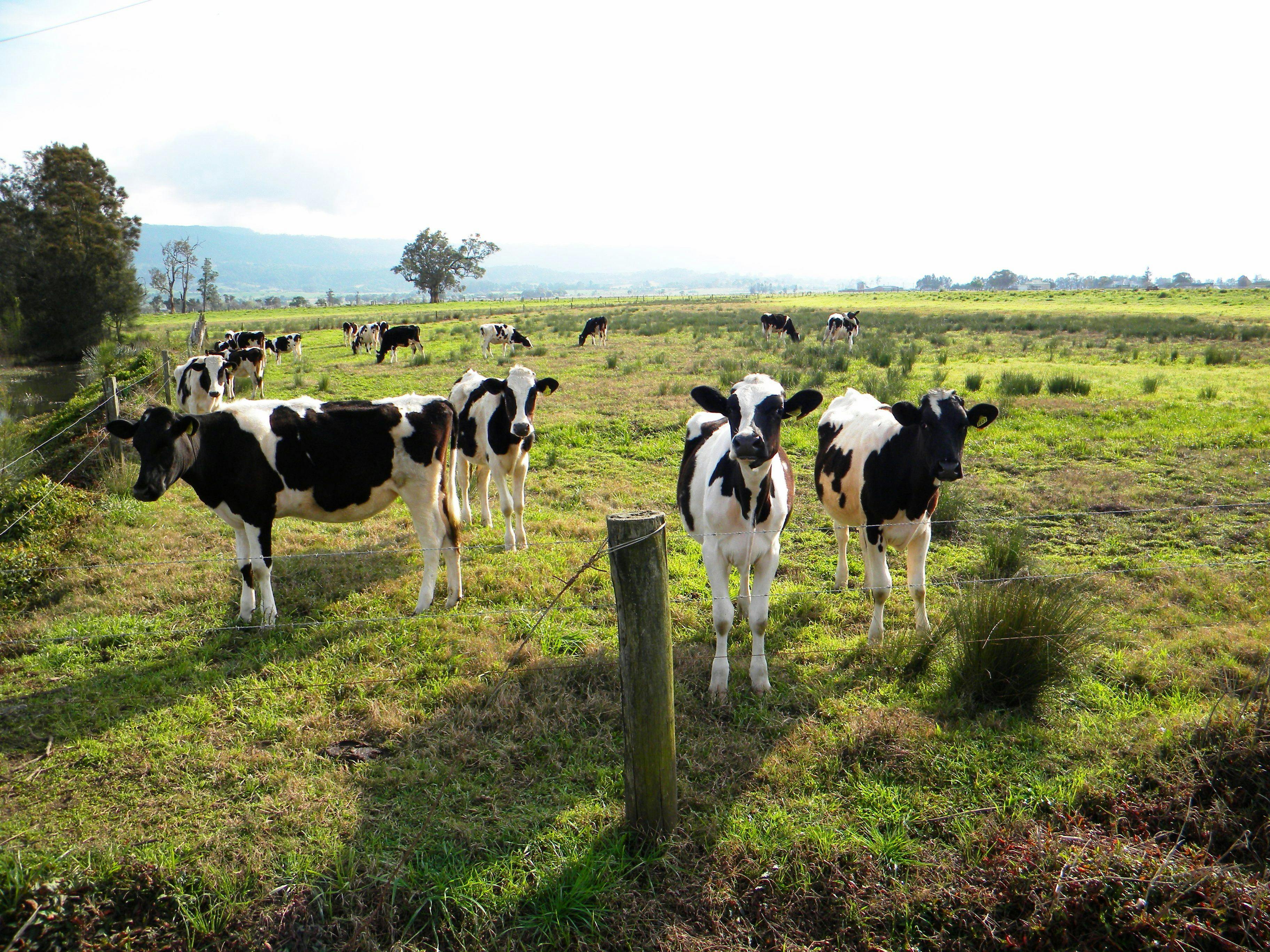 Bolong, Shoalhaven, NSW