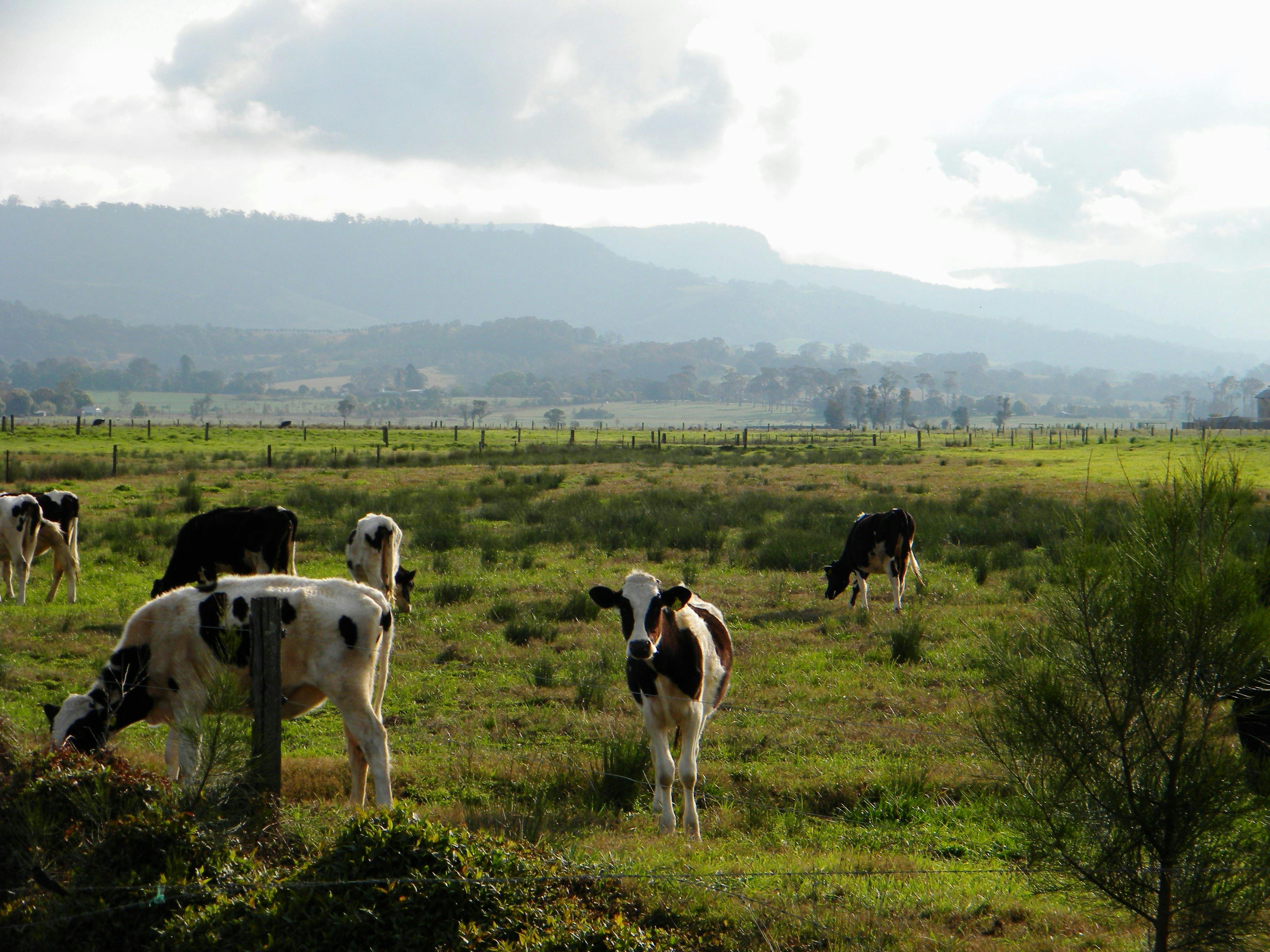 Bolong area near Bomaderry, Shoalhaven, NSW