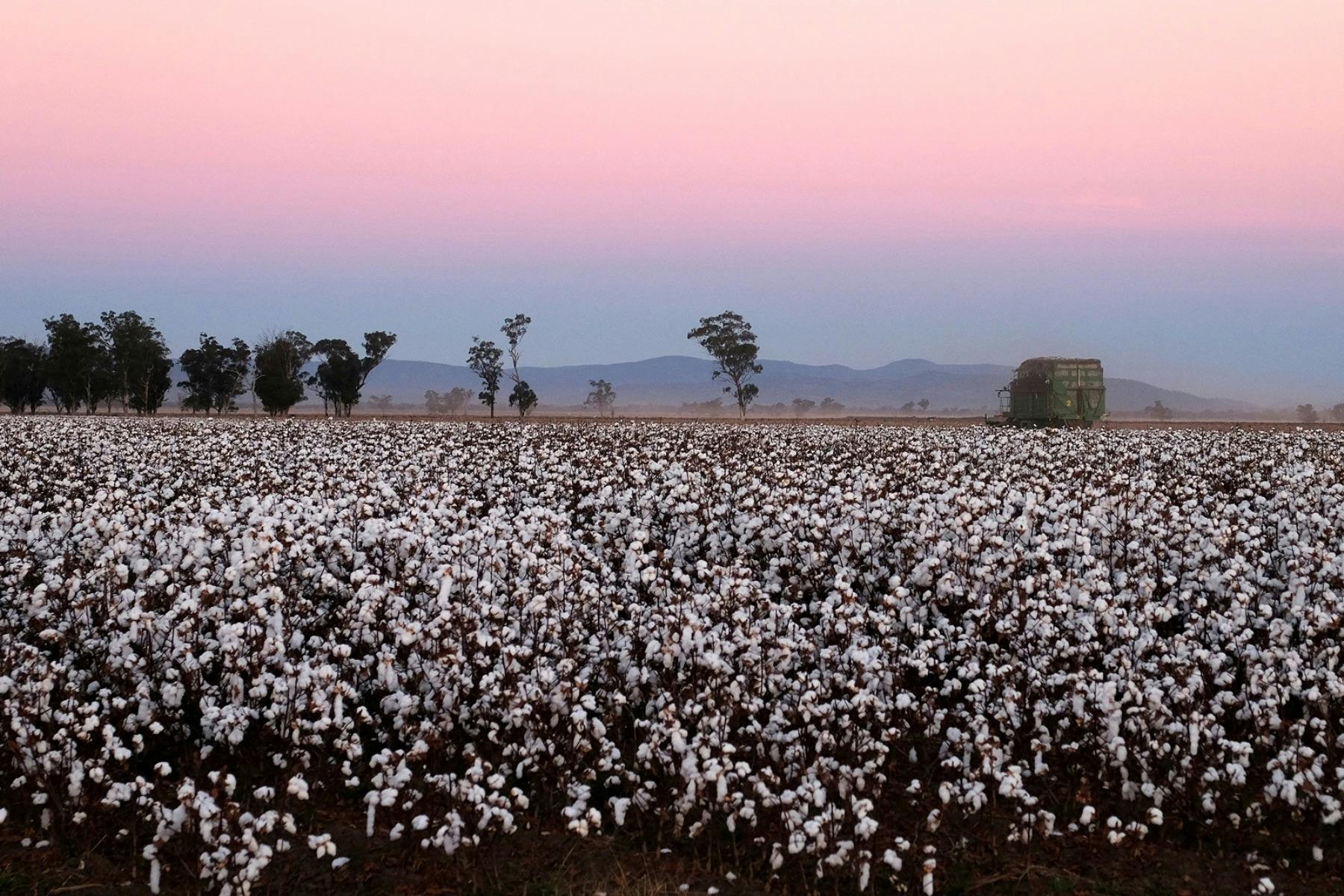 Cotton at sunset