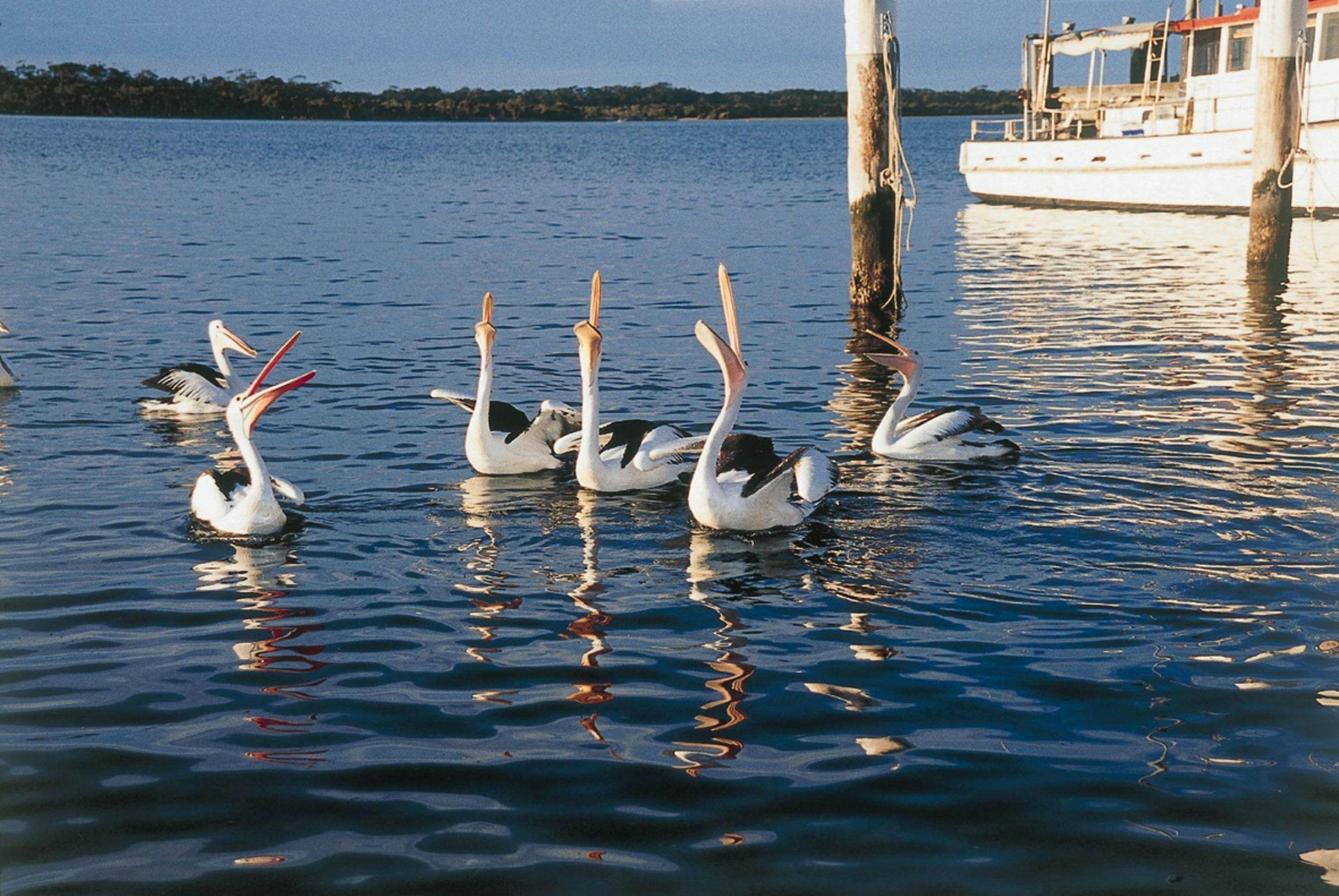 Greenwell Point, Fishing Village, Pelicans,  South Coast