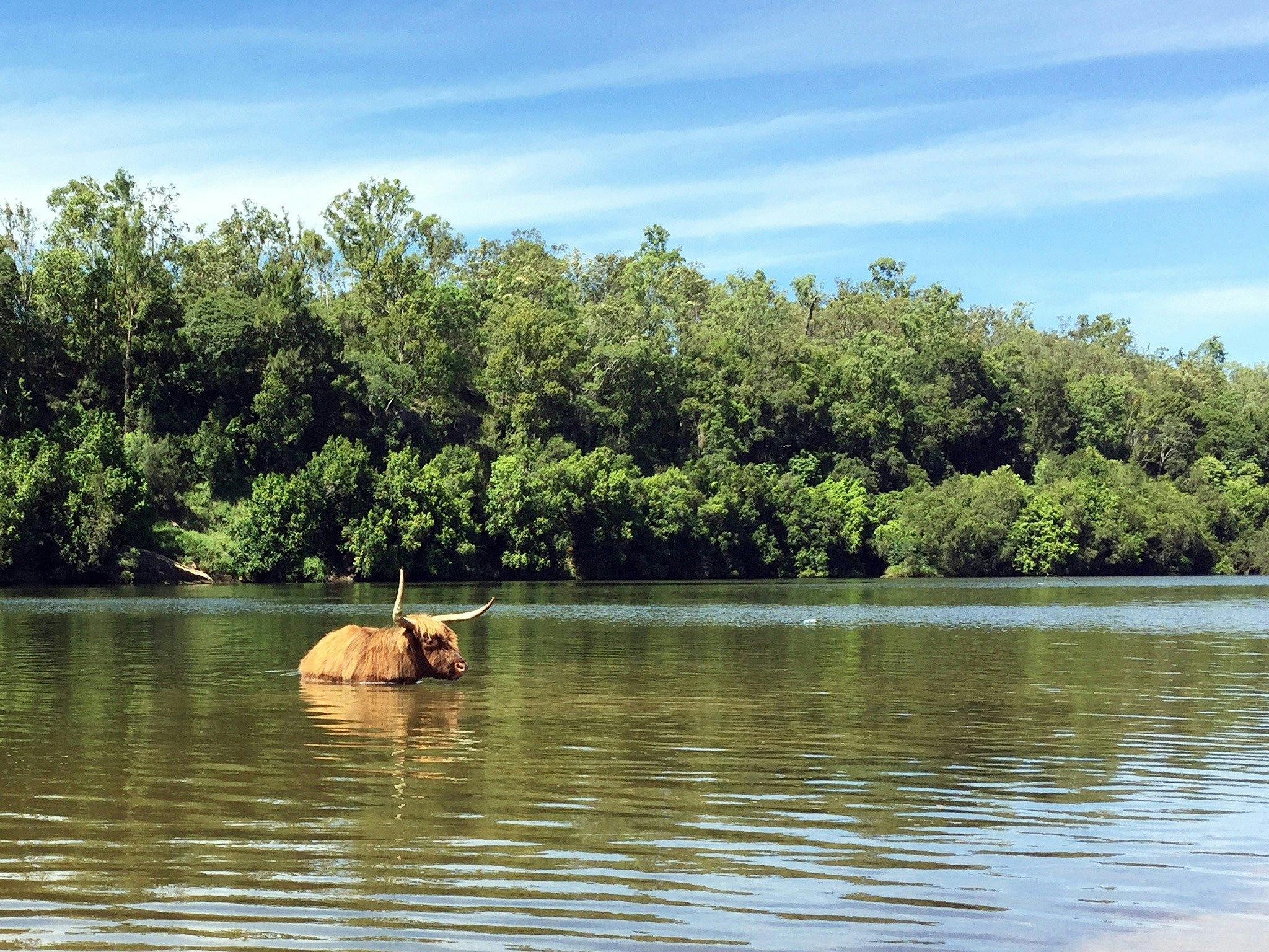 Local taking a dip in Copmanhurst