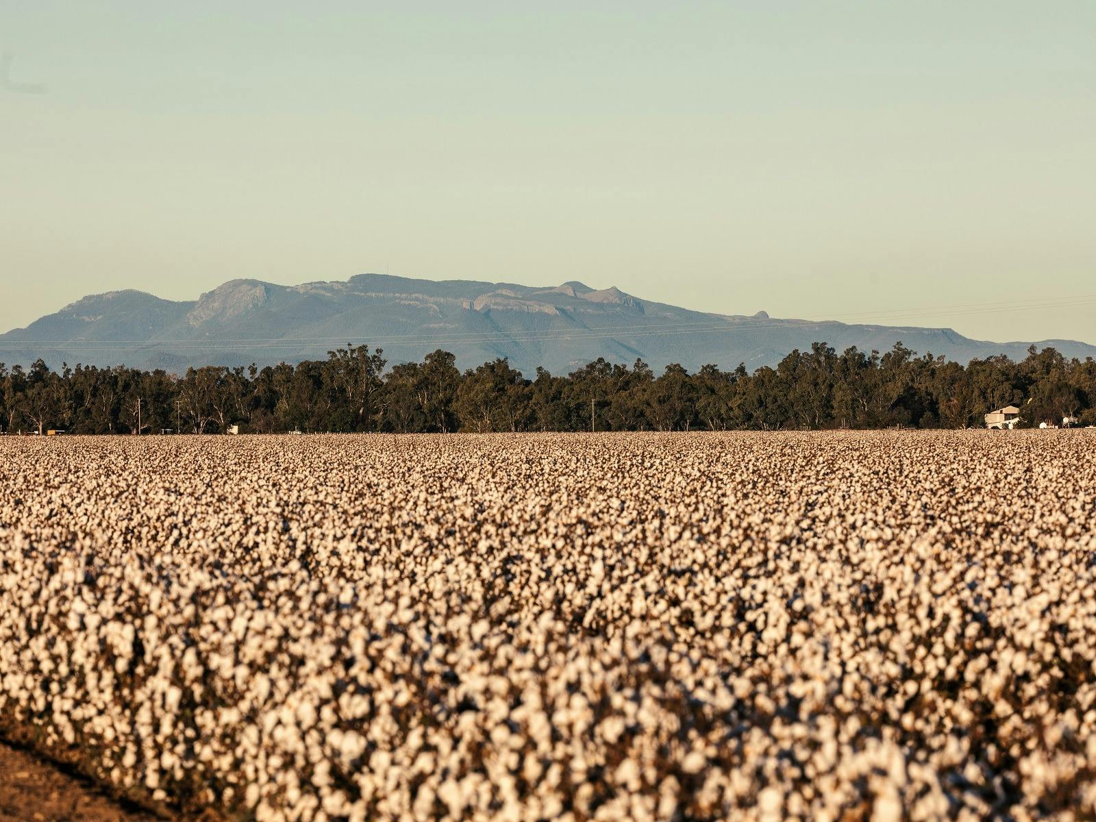 Cotton Farm