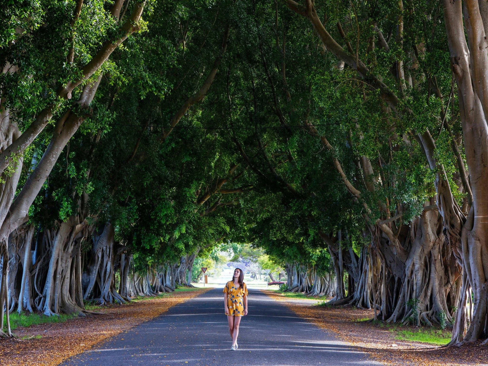Briemba Street Fig trees Grafton