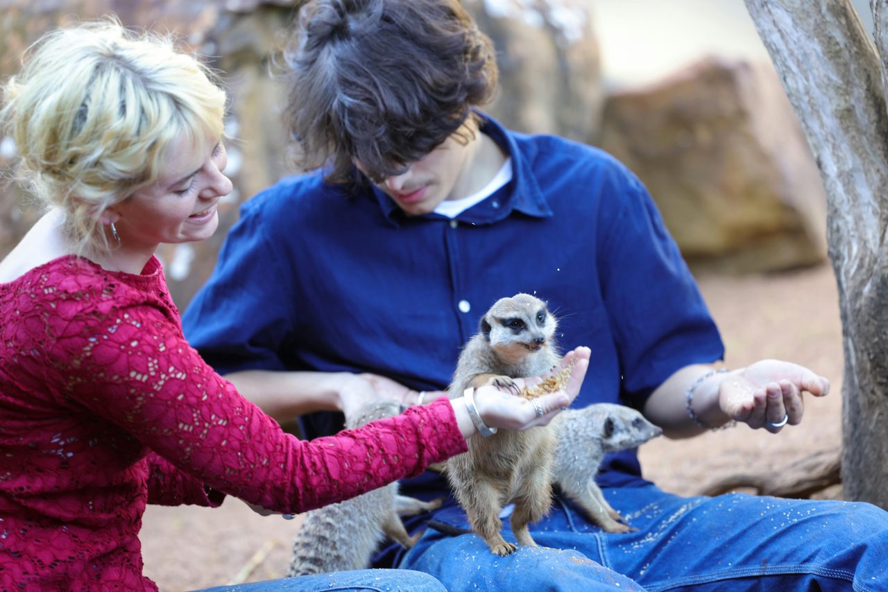 Meerkats