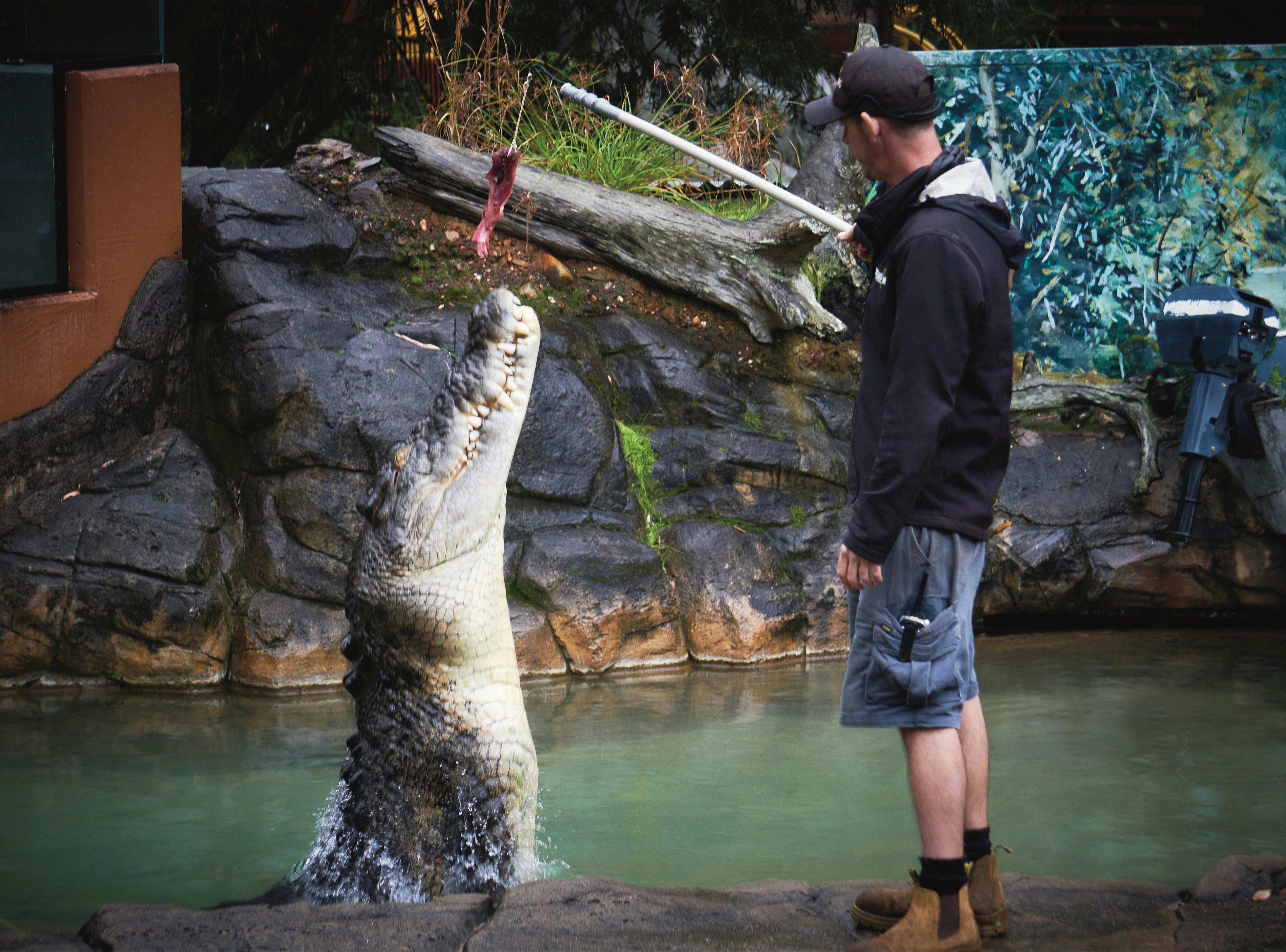 Shrek Crocodile Billabong  Zoo BillabongZoo PortMacquarie