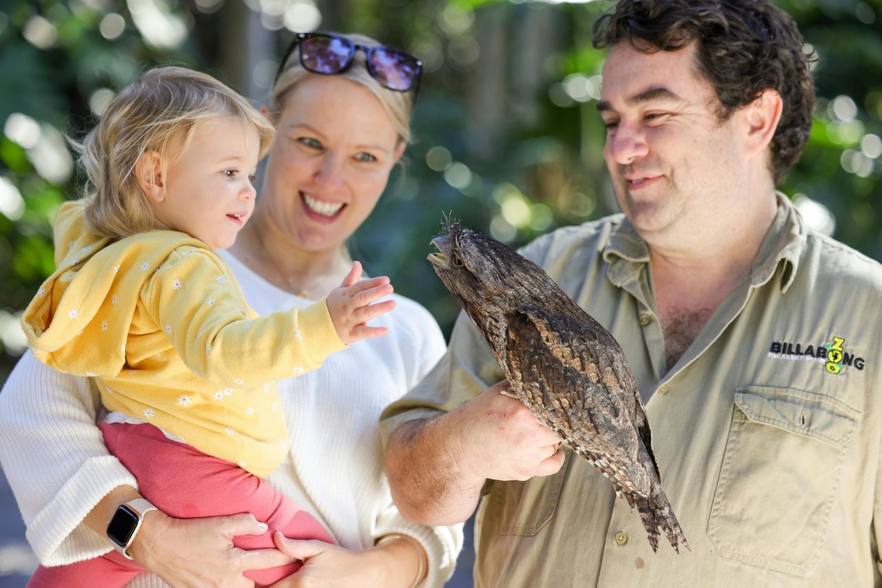 Owl PortMacquarie Billabong BillabongZoo