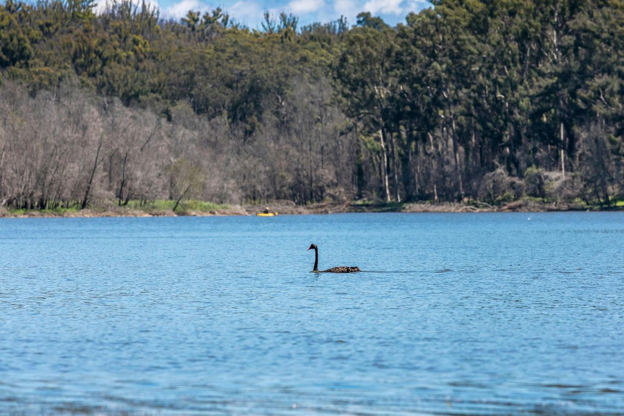 swan