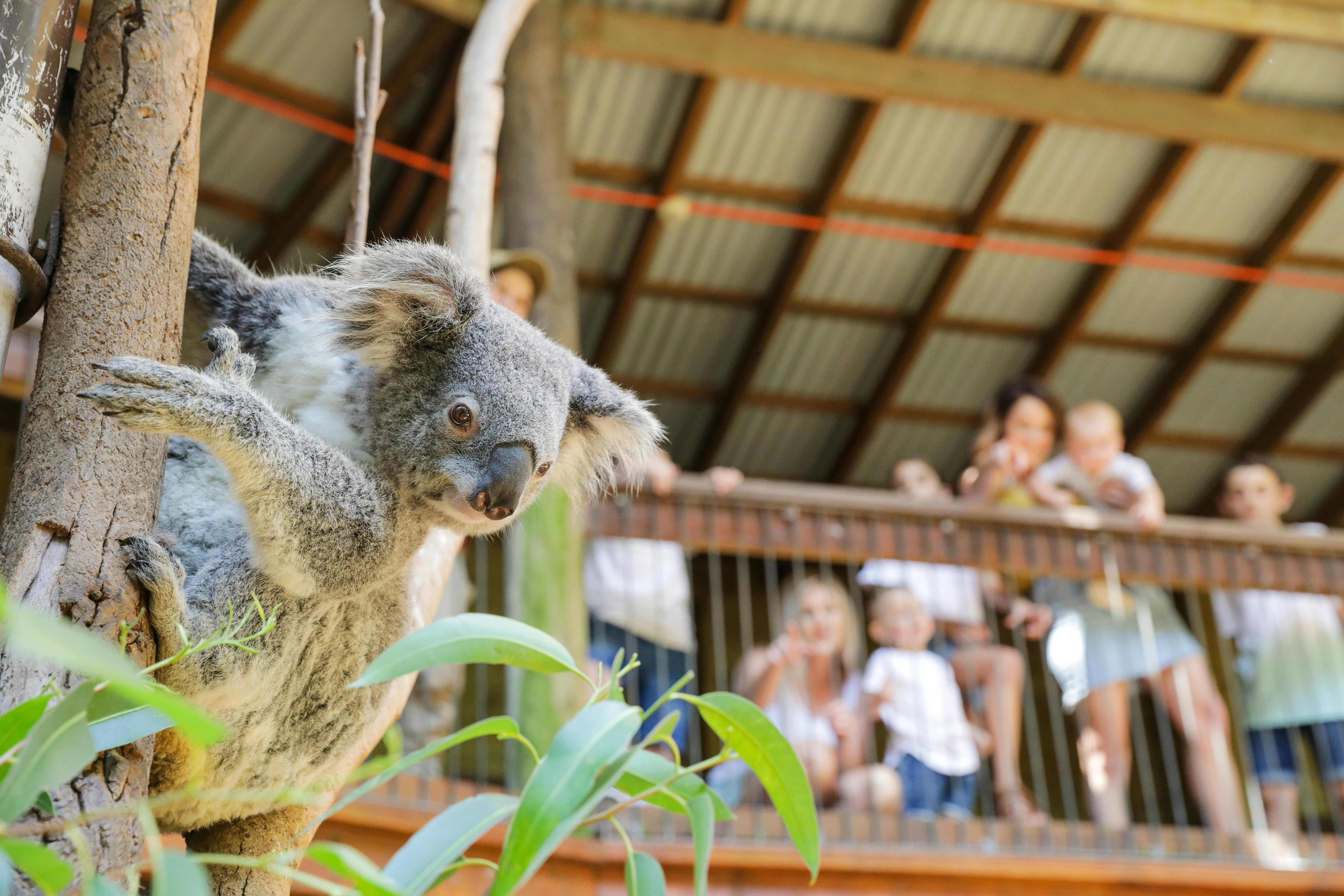 Blackbutt Reserve - Kotara