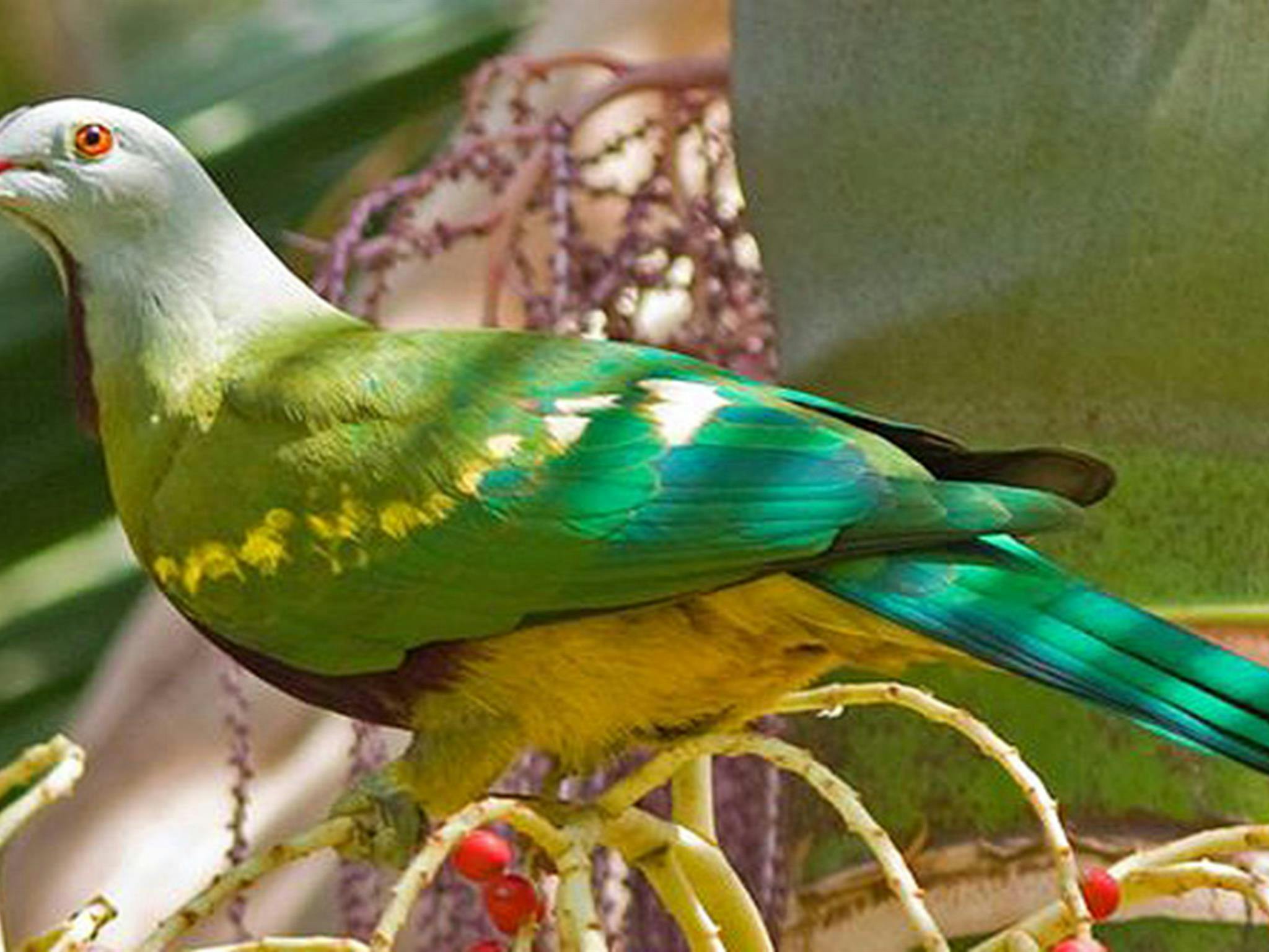 Wompoo fruit-dove, Bindarri National Park. Photo: John Turbill/NSW Government