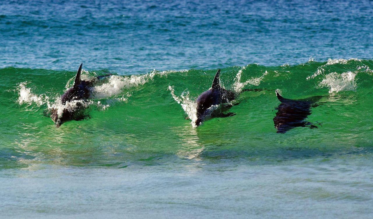 dolphins