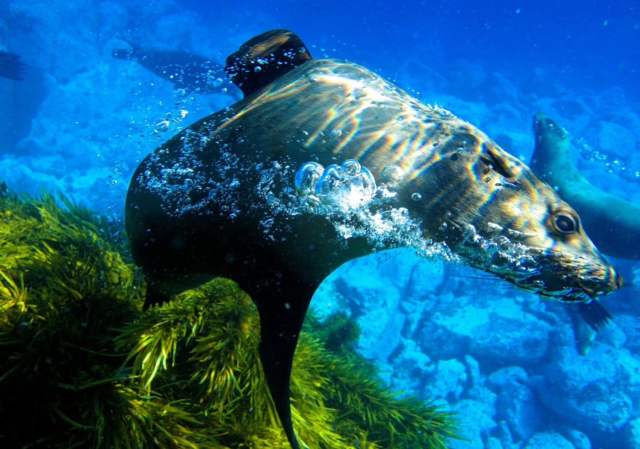 Fur seal, Montague Island