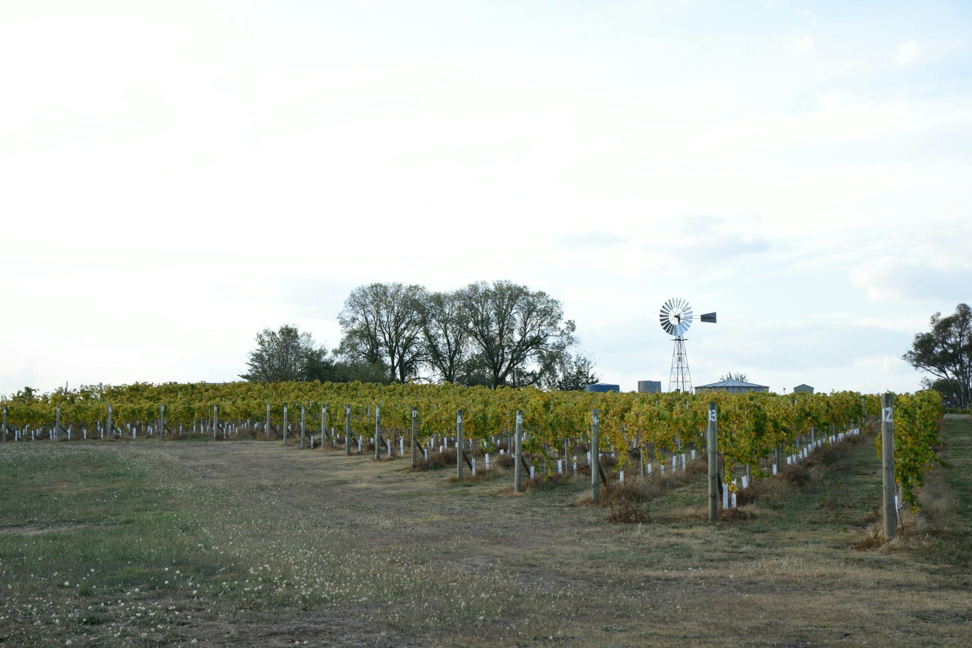 Vineyard