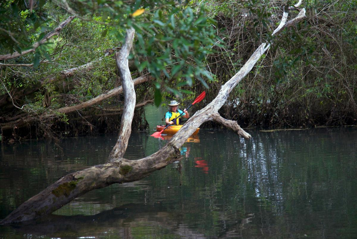Kayaking Nambucca