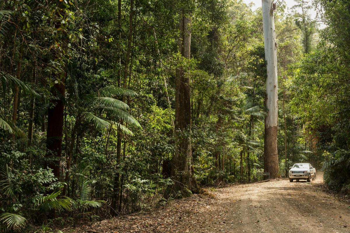 Nambucca Valley forest