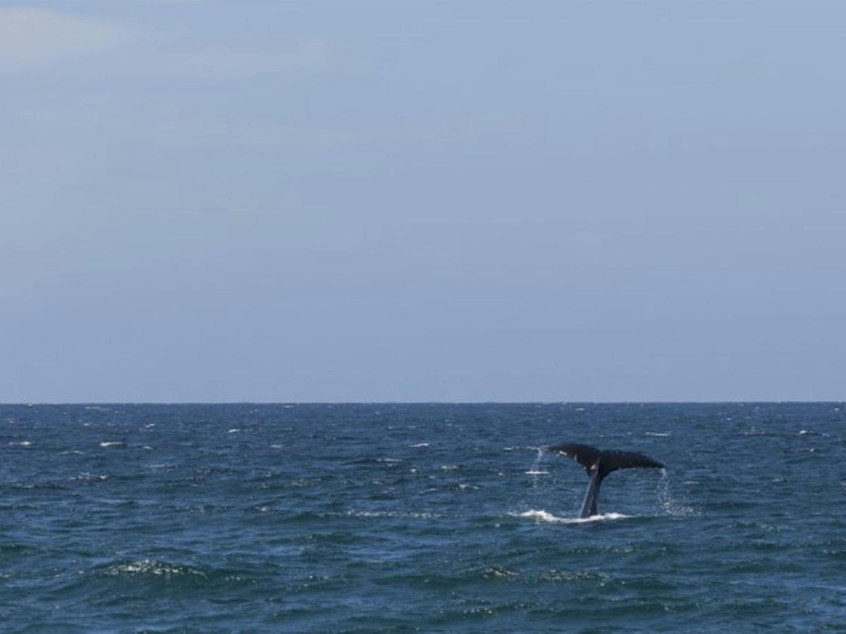 A whale tale at Bingi Bingi Point in Eurobodalla National Park. Photo: David Finnegan © OEH