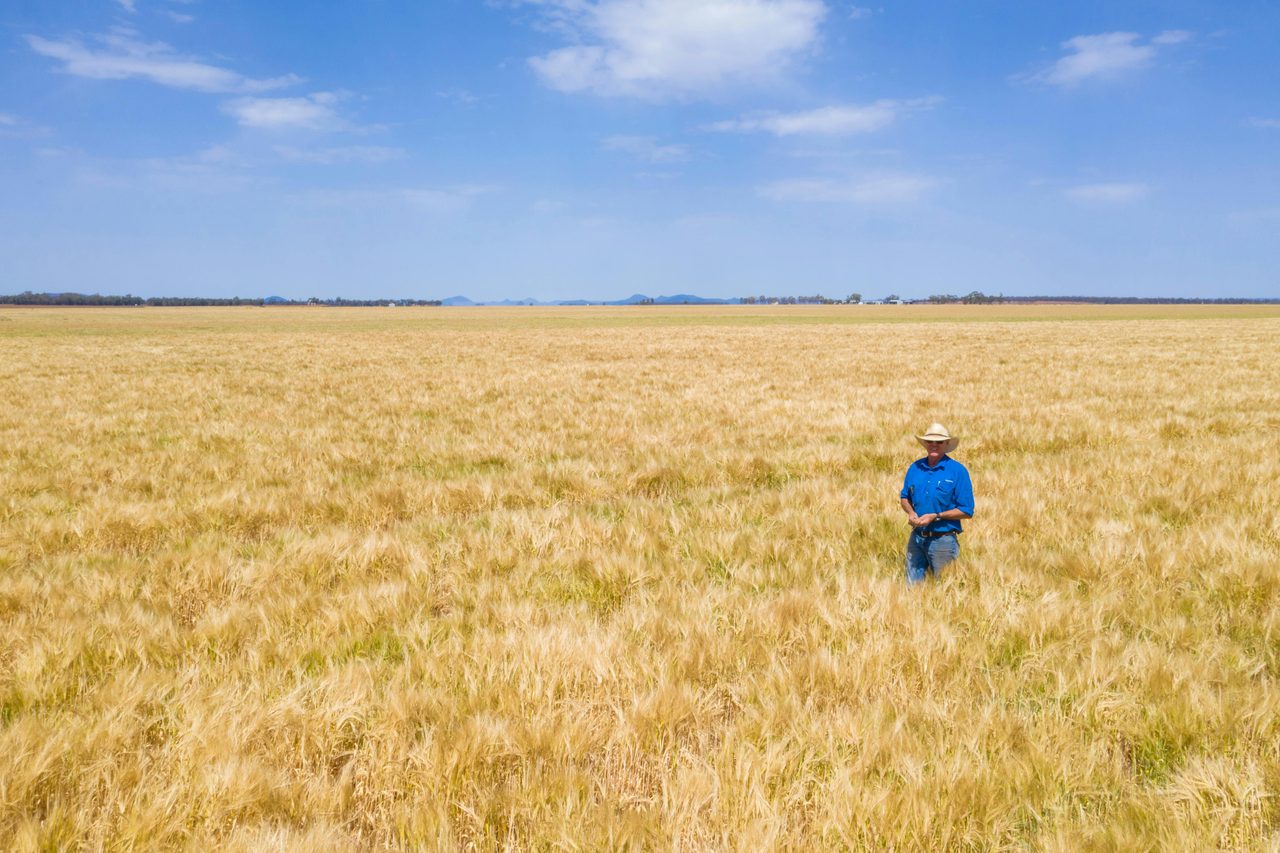 Gunnedah Wheat Crop