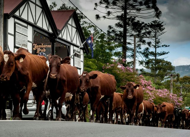 Jamberoo