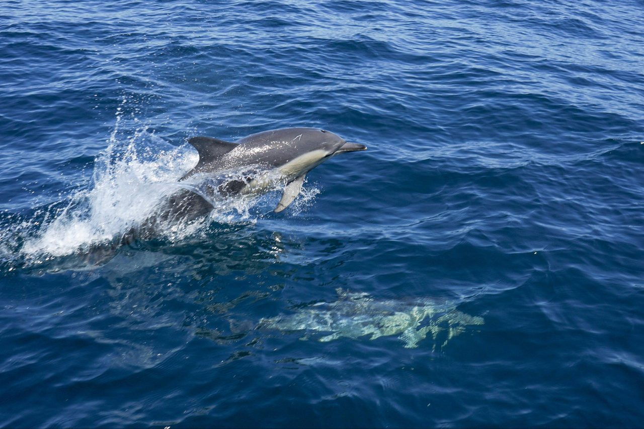 Jervis Bay Dolphin Cruise