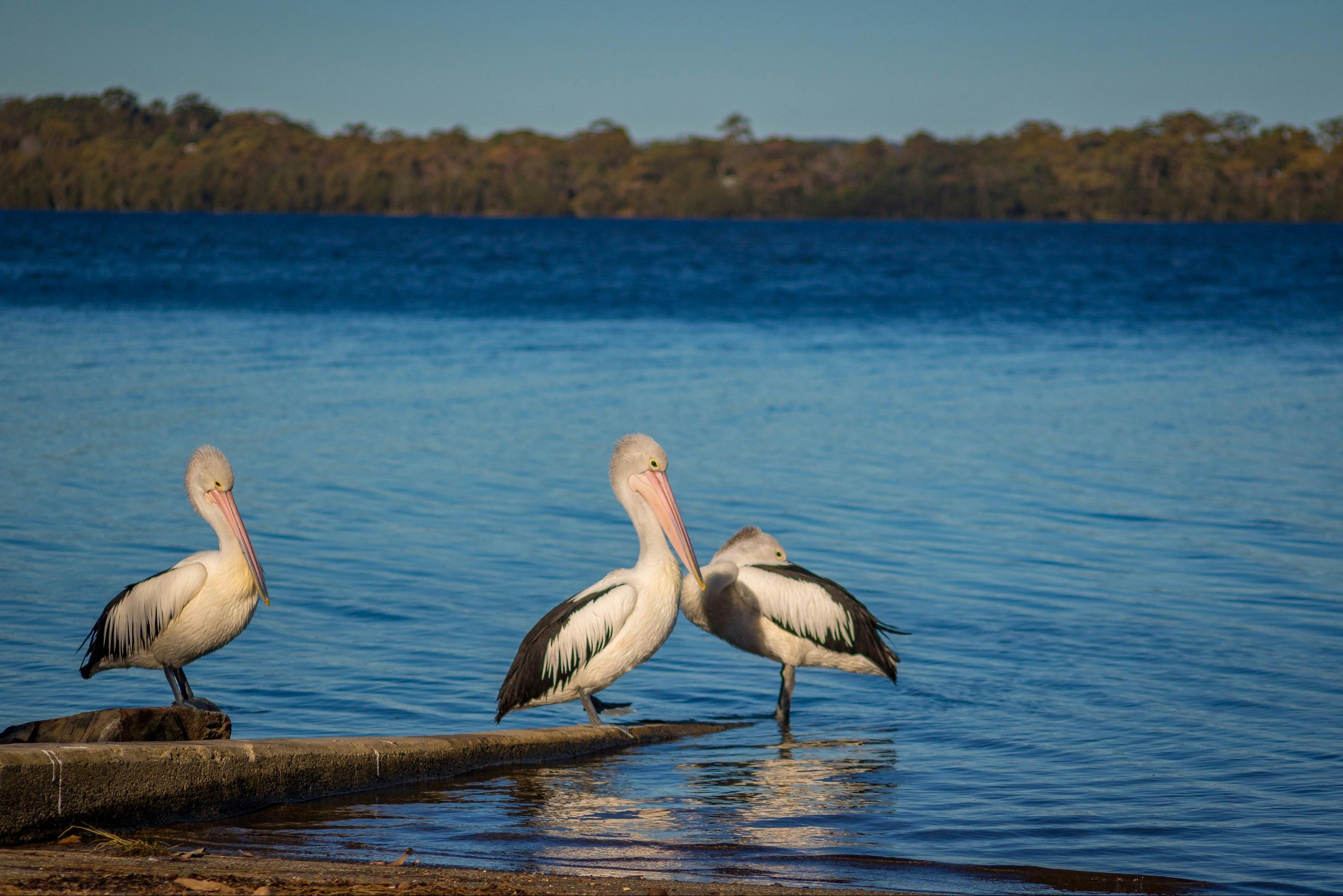 St George's Basin Pelicans