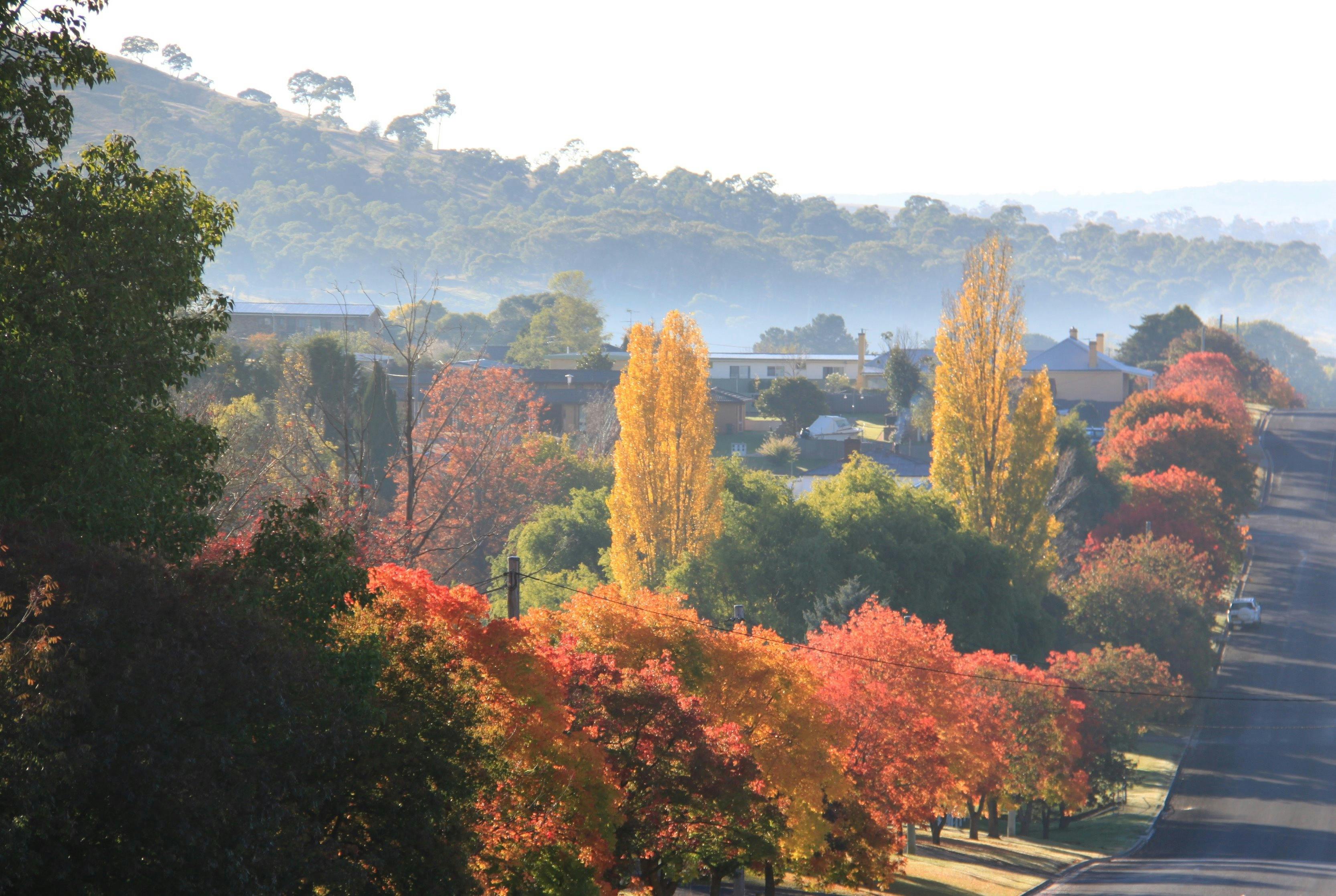 Walcha autumn colour