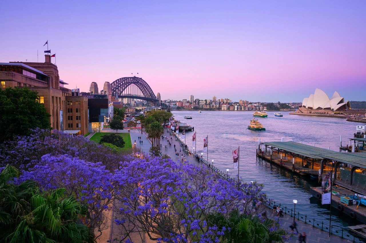 Jacarandas, Sydney Harbour
