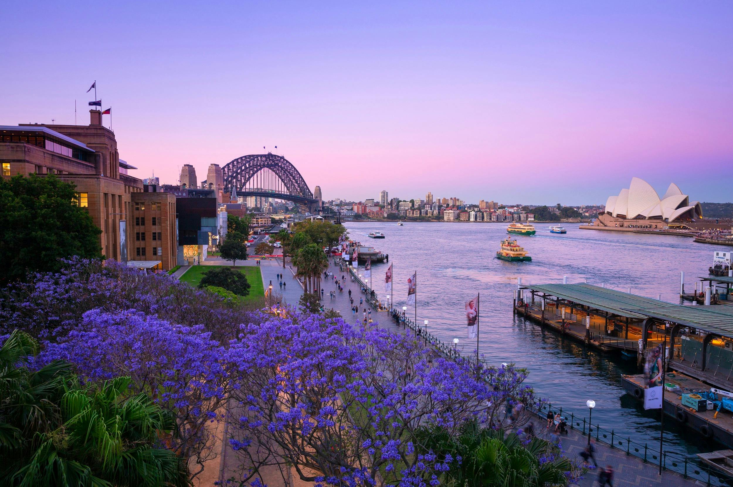 Jacarandas, Sydney Harbour
