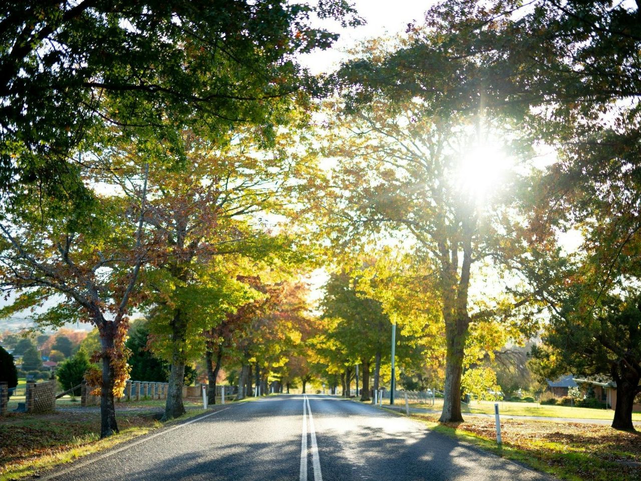Avenue of trees in Tenterfield lane