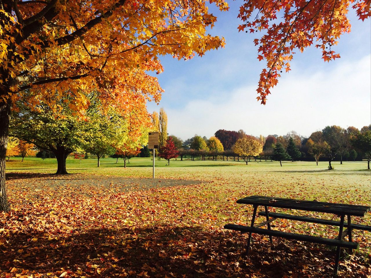 Autumn in Milbrook Park, Tenterfield