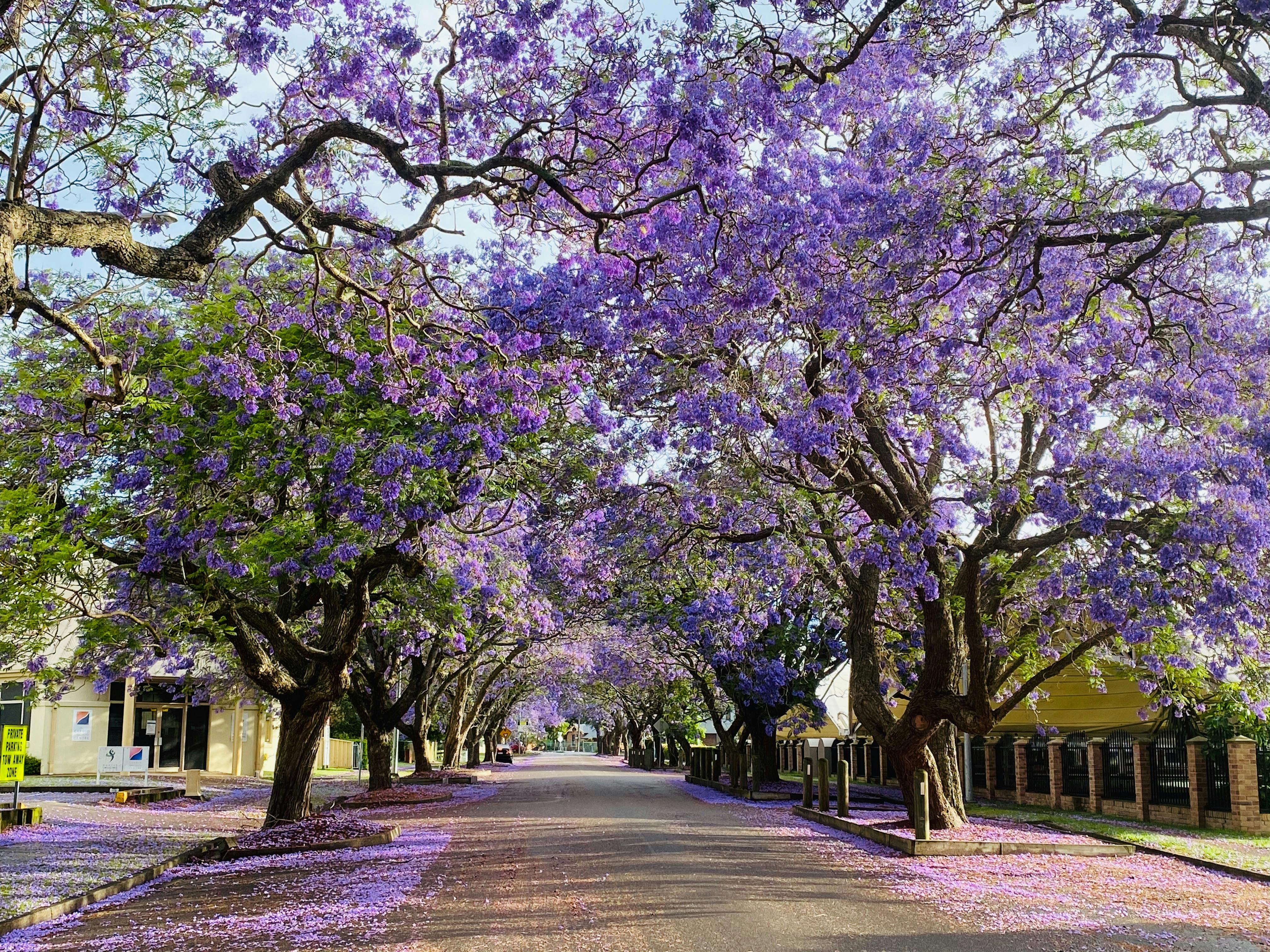 Jacaranda Trees
