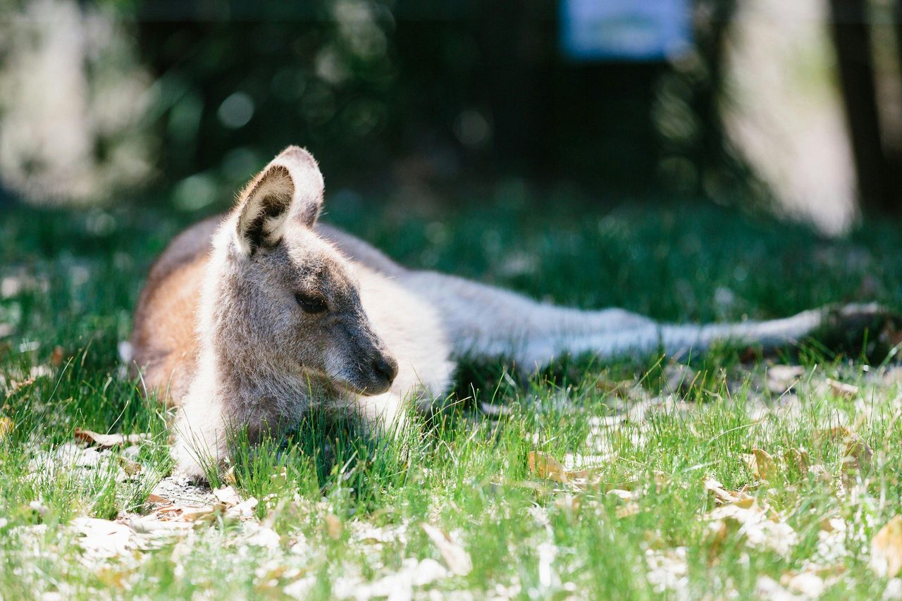 Botanic Gardens, Booderee National Park