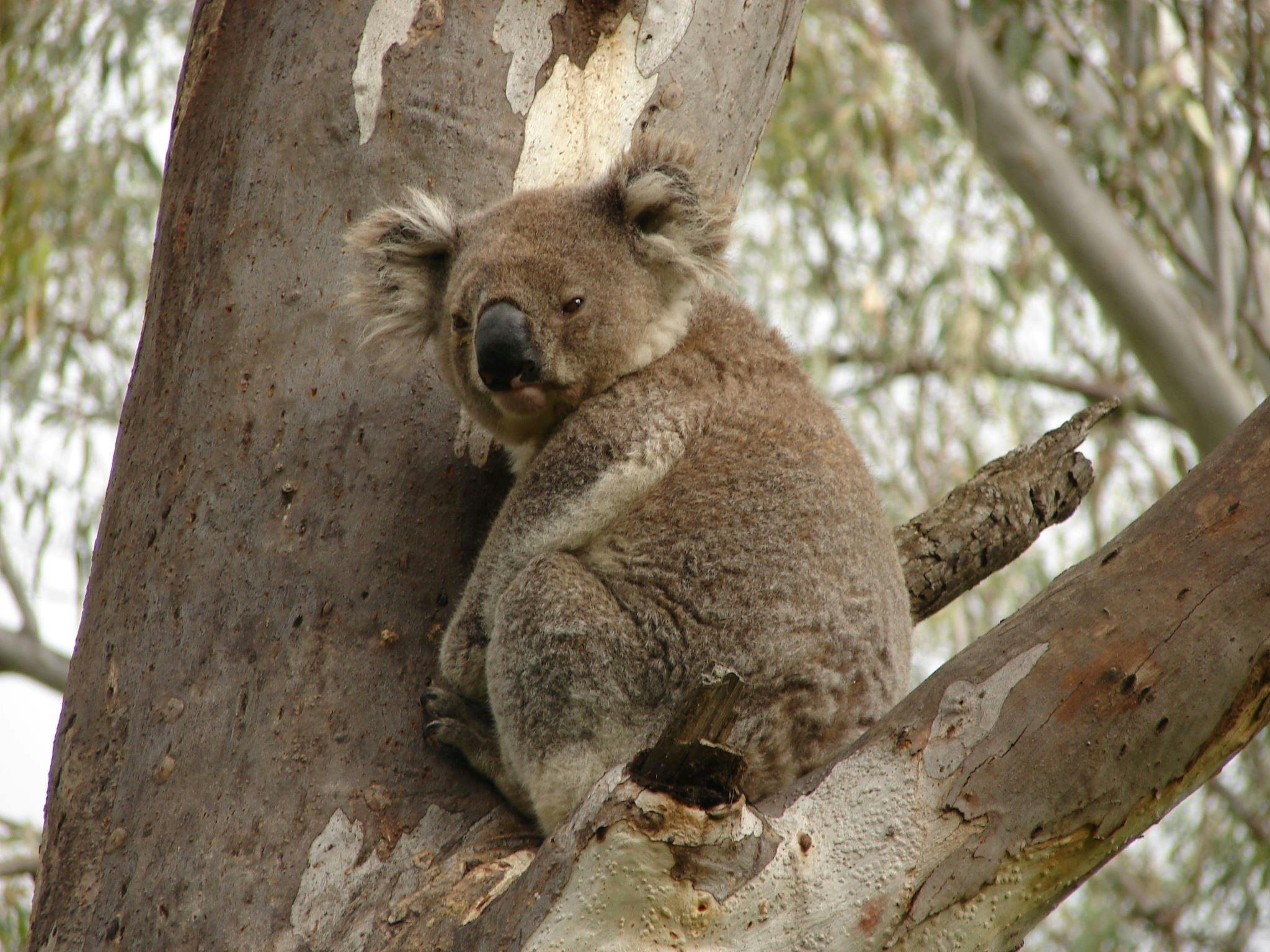 Koala at Narrandera
