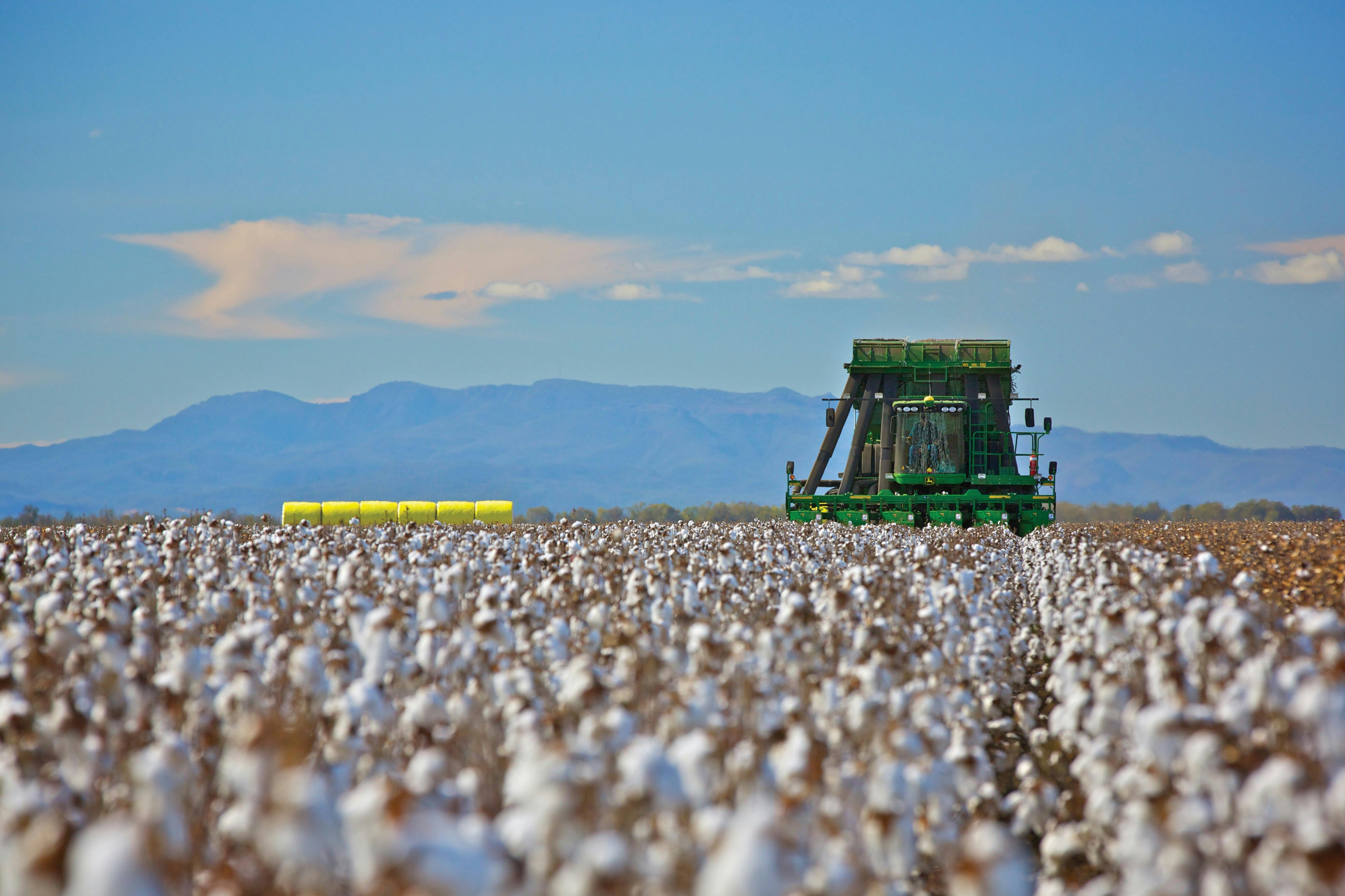 Cotton Picking in the Narrabri Region