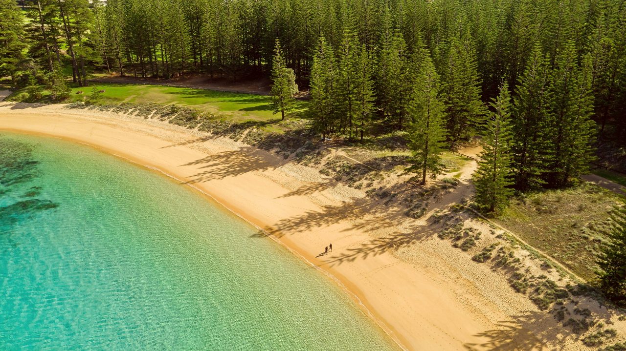 Norfolk Pines