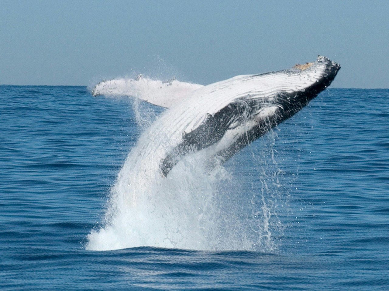 Boat Harbour Whale Watching NSW Australia