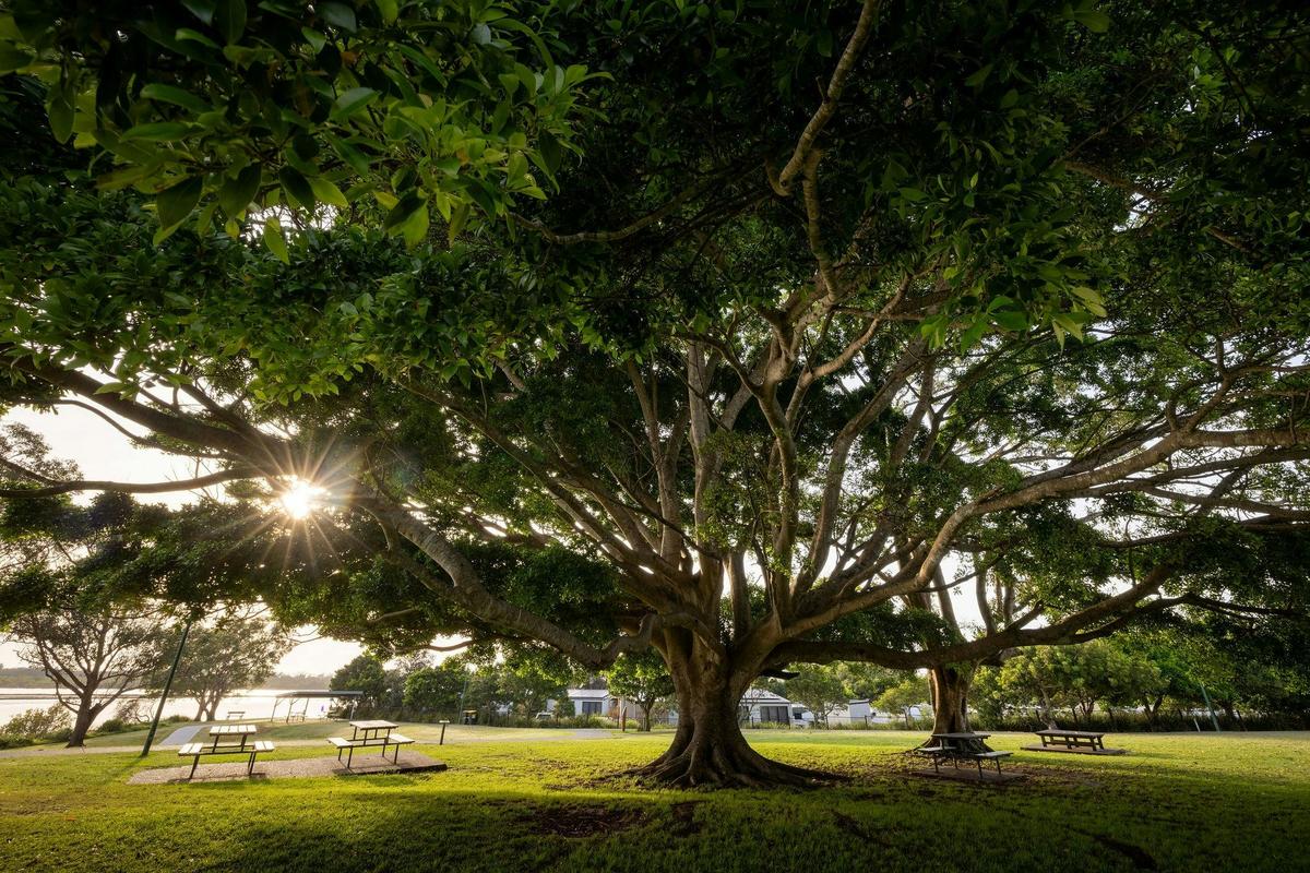 Urunga Fig Tree