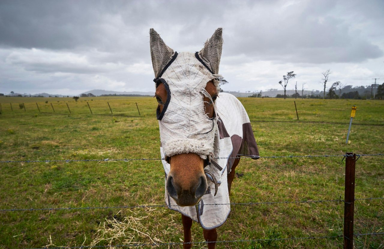 Phoenix Park - Horse