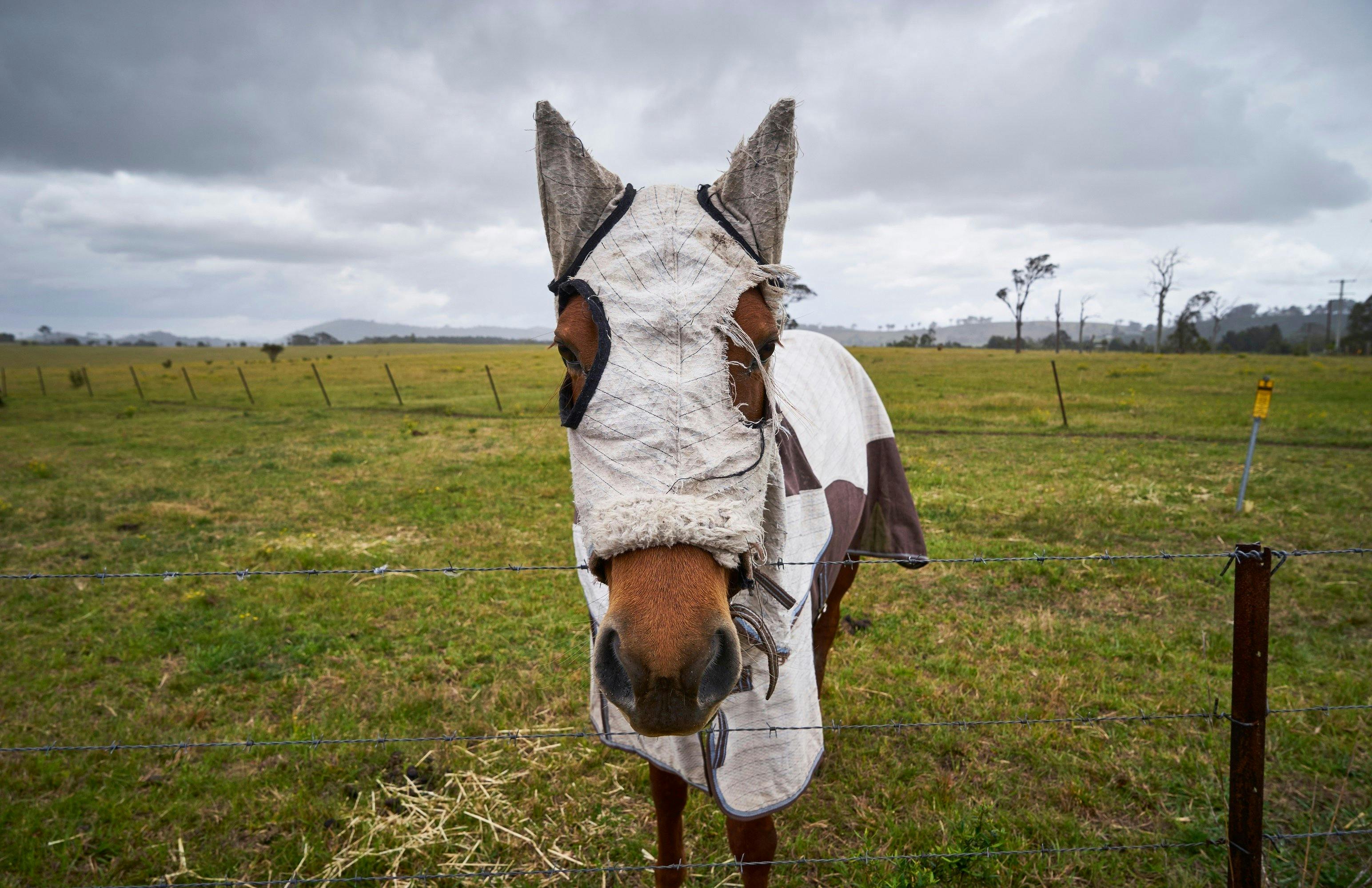Phoenix Park - Horse