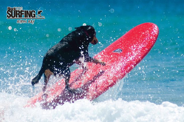 Blackdog Surfing Surf School
