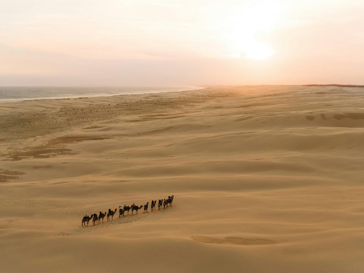 Camels