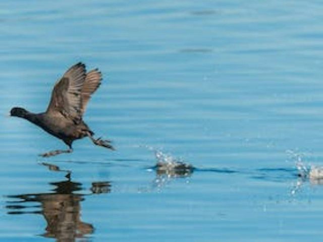 Beardy Waters Dam and Woodlands