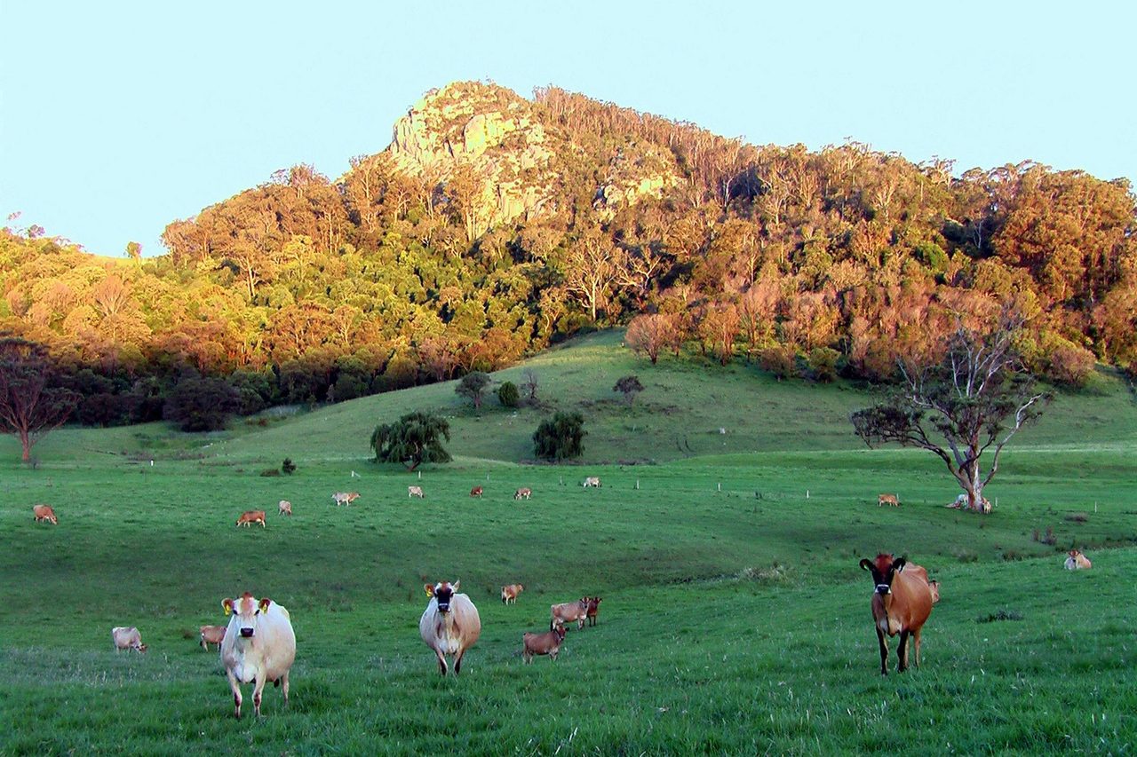 Tilba Tilba cows and Najanuga