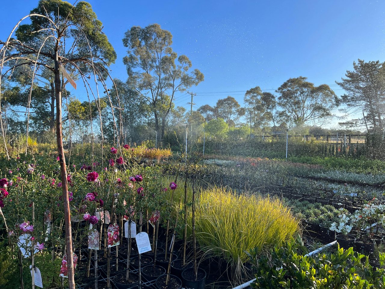 Red Leaf Wholesale Nursery, Douglas Park