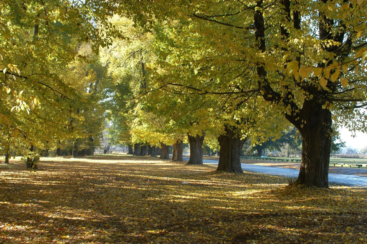 Elms on the river walk