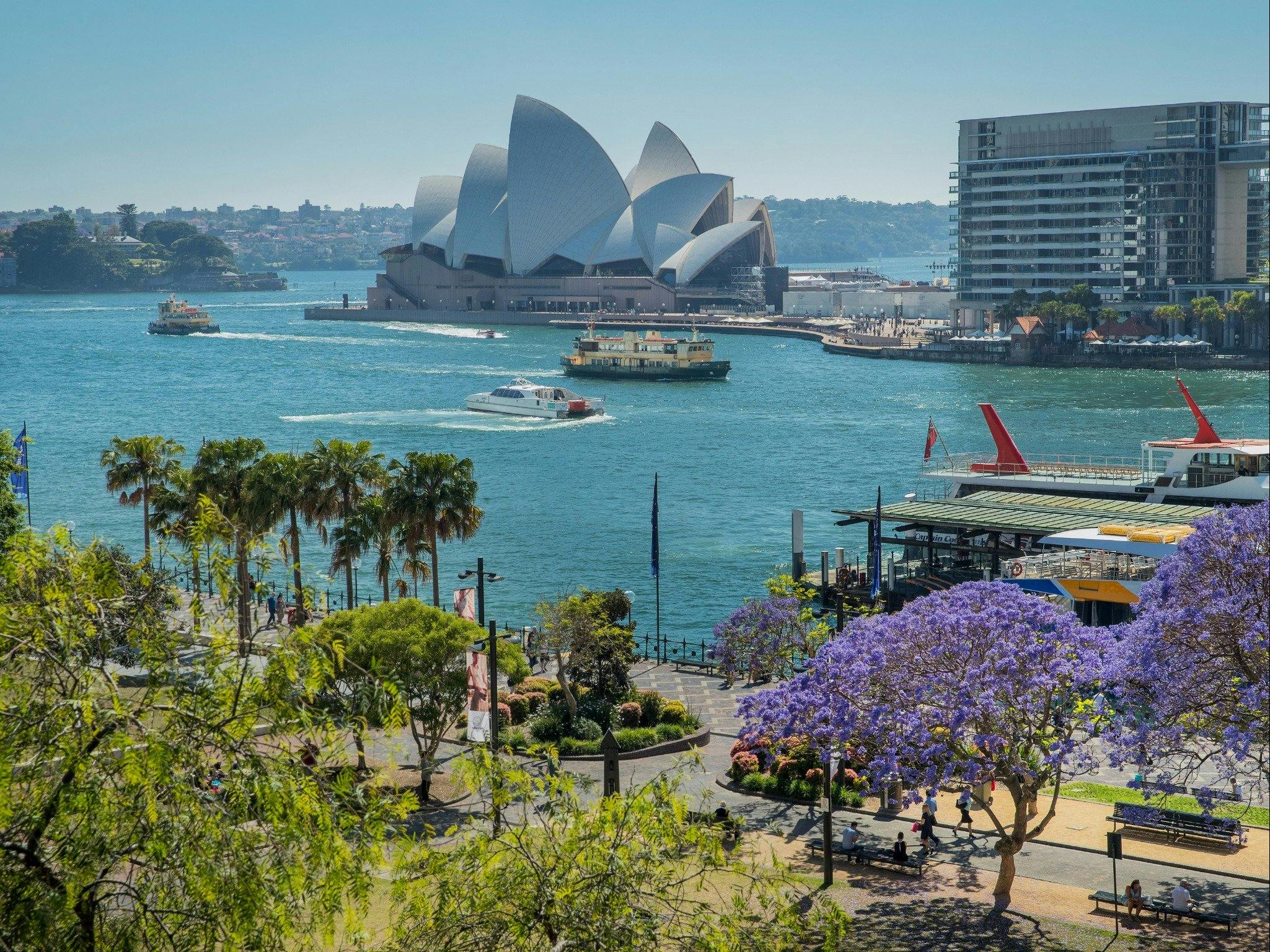 Vibrant Jacaranda trees in spring bloom at Circular Quay, Sydney