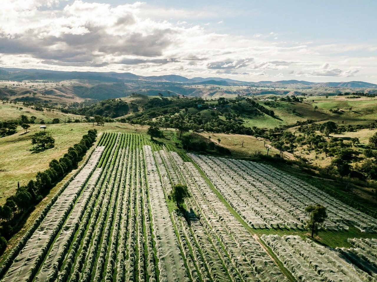 Wallaroo Wines