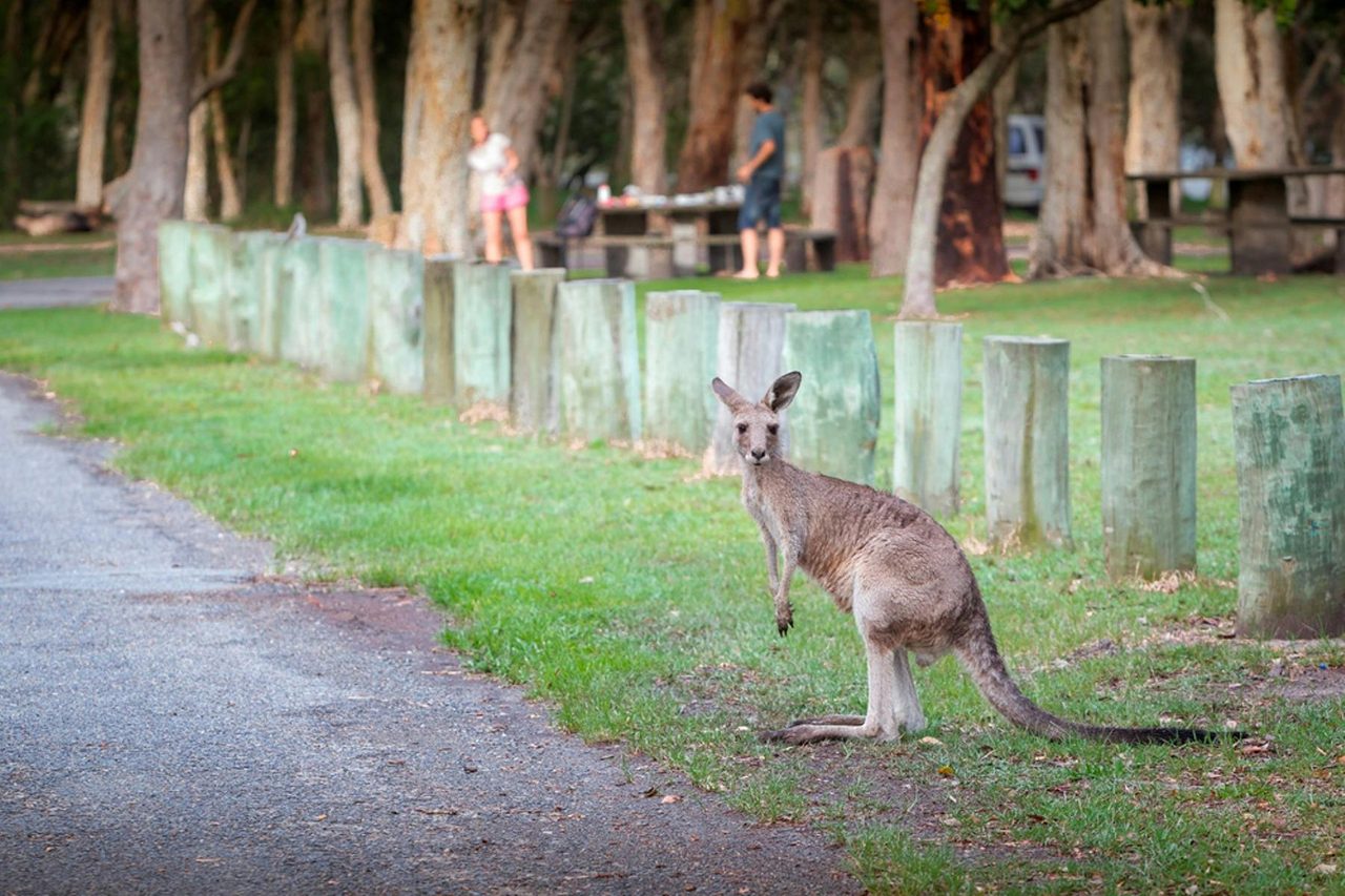 Woolgoolga