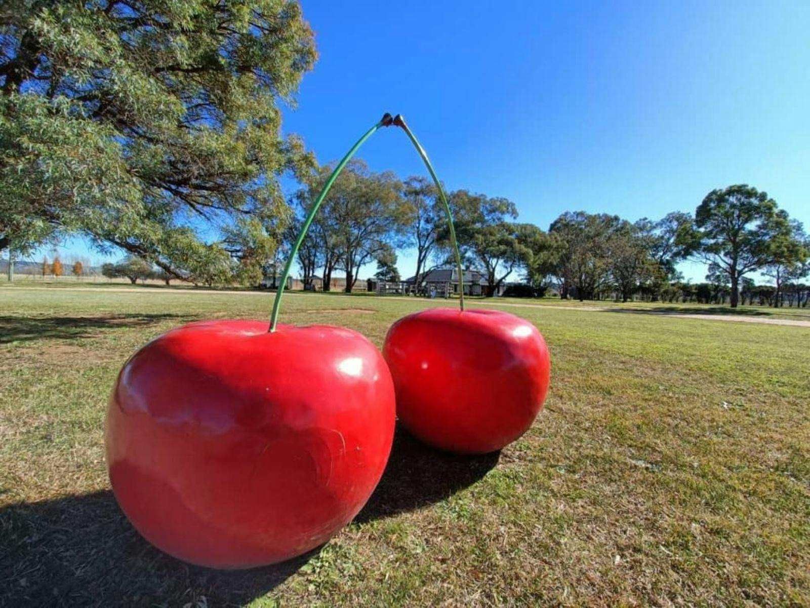 Look for the Cherries