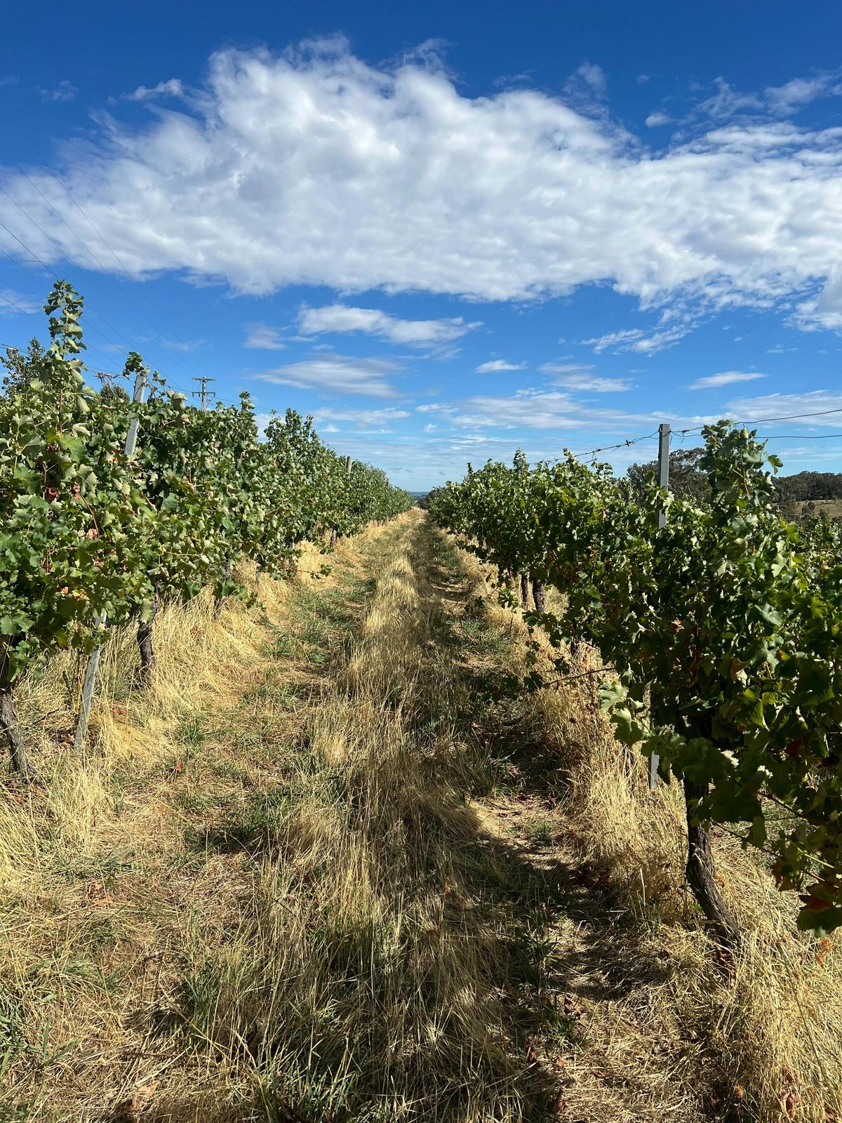 Cargo_Vines